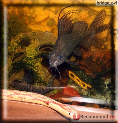 Зоосвіт рибята сомик - «один з кращих кормів, що пробували мої соми