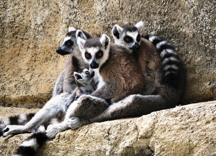 Gradina zoologica din Limassol - fotografie, preț, orar de funcționare