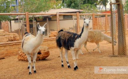 Gradina zoologica din Limassol, cyprus - ghidul online al ciprului