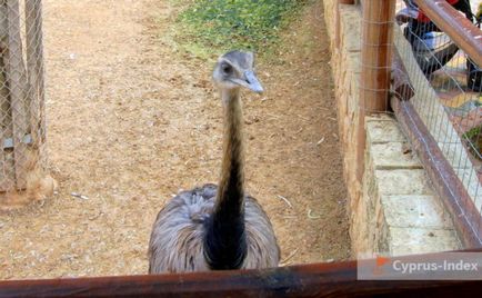 Зоопарк в Лімассол, Кіпр - онлайн довідник cyprus index