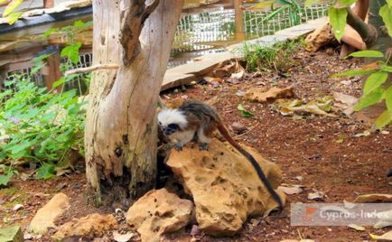 Gradina zoologica din Limassol, cyprus - ghidul online al ciprului