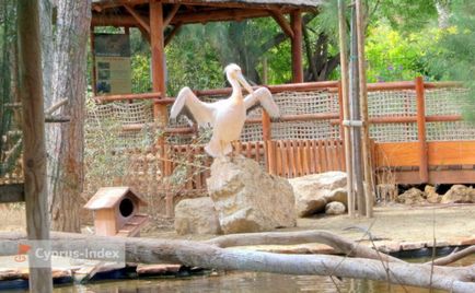 Зоопарк в Лімассол, Кіпр - онлайн довідник cyprus index