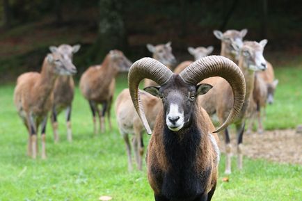 Gradina zoologica din Limassol (gradina zoologica limassol), Cipru - ghid de euro