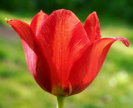 10 Цікавих фактів про тюльпани, квітковий бізнес для всіх!