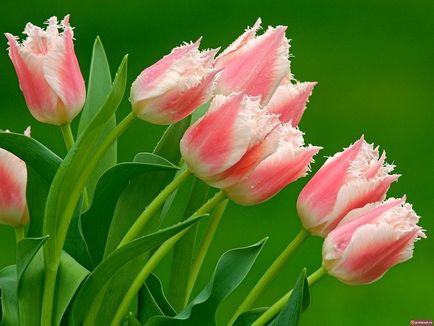 11 Цікавих фактів про тюльпани