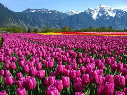11 érdekes tény a tulipán