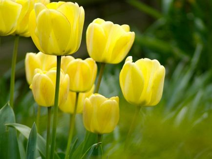 11 érdekes tény a tulipán