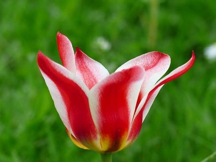11 Цікавих фактів про тюльпани