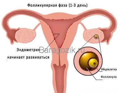 2 Тиждень вагітності відчуття жінки перед зачаттям і овуляцією - найдокладніший календар
