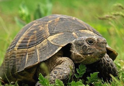 5. Érdekes tények teknősök