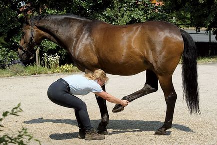 8 Вправ для коня з проблемною спиною