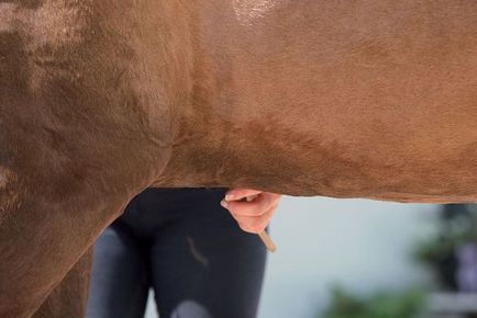 8 Exerciții pentru un cal cu o problemă înapoi