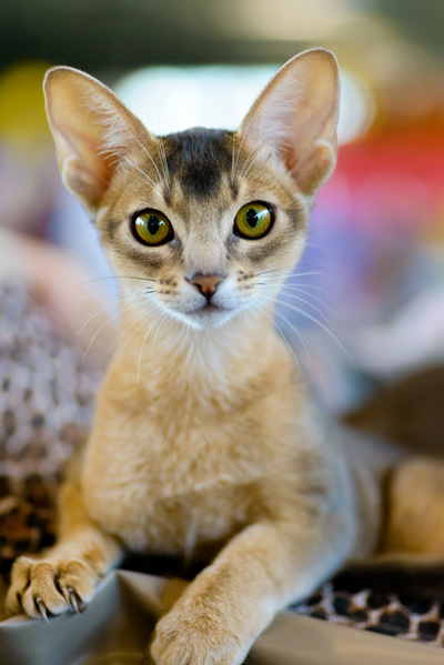 Абиссинская кішка опис породи, фото і відео матеріали, відгуки про породу