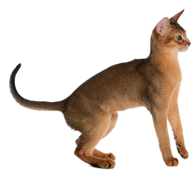 Абиссинская кішка опис породи, фото і відео матеріали, відгуки про породу