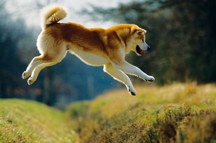 Akita este un câine japonez mare