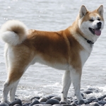 Akita este un câine japonez mare
