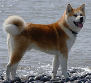 Akita Inu leírása és a fajta jellemzői, különösen a kutyatulajdonosok oktatás és vélemények