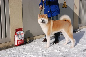 Akita Inu leírása és a fajta jellemzői, különösen a kutyatulajdonosok oktatás és vélemények