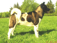 Акіта-іну, опис породи, характер собаки і фото