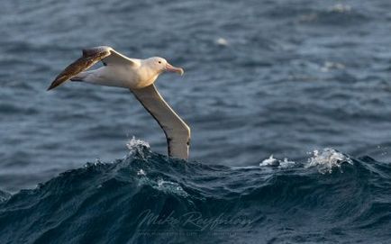 Albatross - a legnagyobb tengeri madarak - log online alkalmazás - bayanay