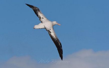 Albatross - a legnagyobb tengeri madarak - log online alkalmazás - bayanay