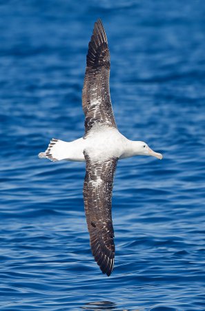 Albatross - a legnagyobb tengeri madarak - log online alkalmazás - bayanay