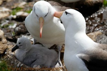 Albatross - a legnagyobb tengeri madarak - log online alkalmazás - bayanay