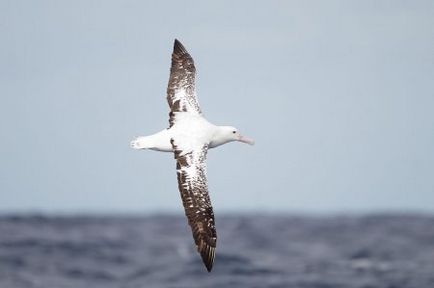 Albatross - a legnagyobb tengeri madarak - log online alkalmazás - bayanay