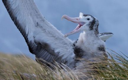 Albatross - a legnagyobb tengeri madarak - log online alkalmazás - bayanay