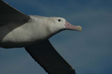 Albatross - a legnagyobb tengeri madarak - log online alkalmazás - bayanay