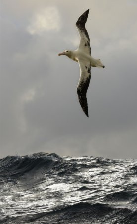 Albatross - a legnagyobb tengeri madarak - log online alkalmazás - bayanay