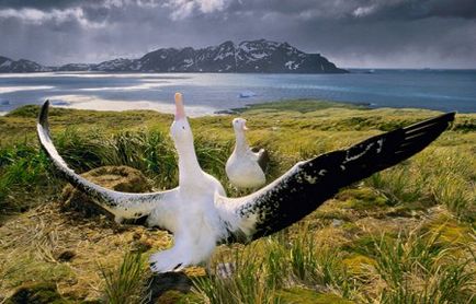 Albatross - cea mai mare păsări marine - aplicație pentru reviste online - bayanay