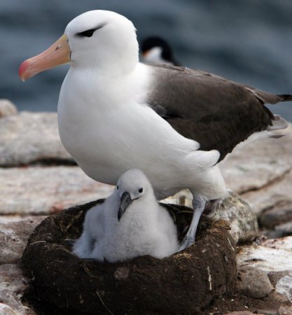 Albatross - cea mai mare păsări marine - aplicație pentru reviste online - bayanay