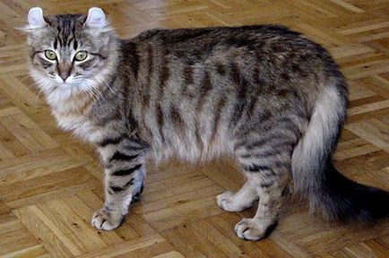 Американський керл (american curl) - опис породи кішки, фото, догляд за котом, кошенята і розплідники