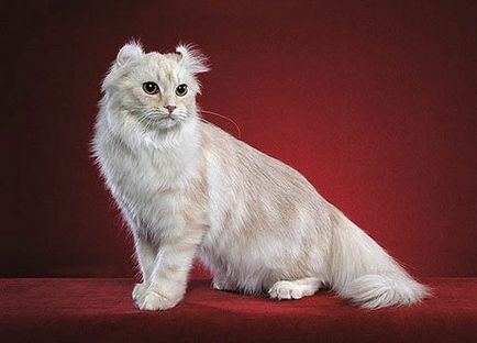 American curl (american curl) - o descriere a rasei de pisici, fotografie, ingrijirea pisicii, a pisicilor si a pepinierelor