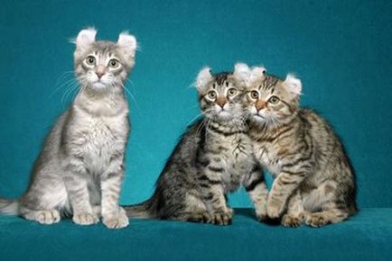 American curl (american curl) - o descriere a rasei de pisici, fotografie, ingrijirea pisicii, a pisicilor si a pepinierelor