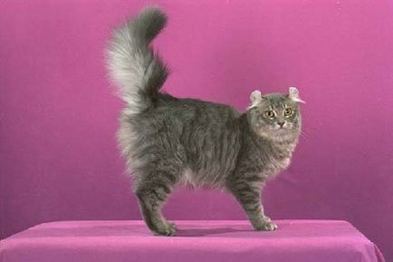 Американський керл (american curl) - опис породи кішки, фото, догляд за котом, кошенята і розплідники