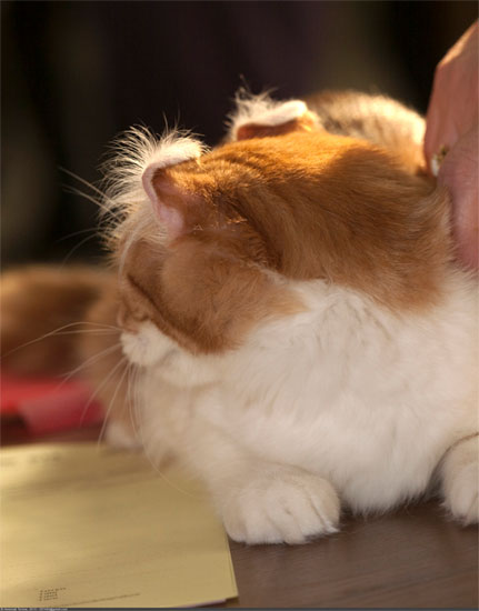 Американський керл покупка кошеня фото, де купити і скільки коштує кошеня американського керла