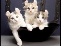 American Curl cica vásárlása fotók, ahol vásárolni és mennyibe kerül, American Curl macskát