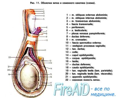 Anatomia testiculelor