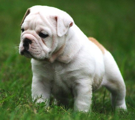 Angol bulldog (bulldog) - leírása a fajta, fotó, kölyök kiválasztása és a faiskolák (óvoda) Angol bulldog (bulldog) - leírása a fajta, fotó, kölyök kiválasztása és faiskolák