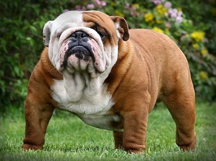 Angol bulldog (bulldog) - leírása a fajta, fotó, kölyök kiválasztása és a faiskolák (rock) Angol bulldog (bulldog) - leírása a fajta, fotó, kölyök kiválasztása és faiskolák