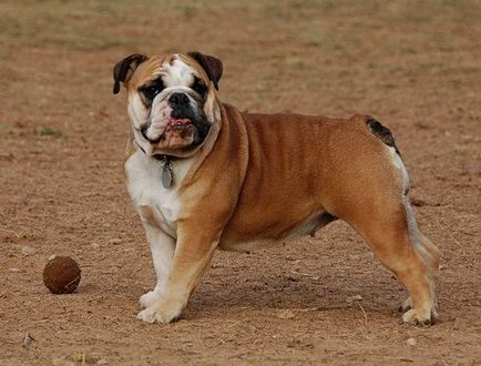 Англійська бульдог (bulldog) - опис породи, фото, вибір щеняти і розплідники