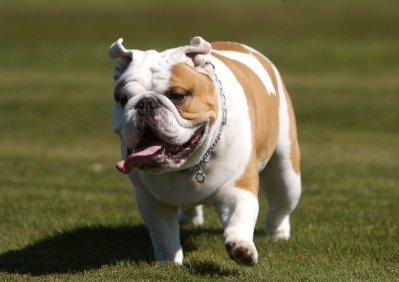 Angol bulldog (bulldog) - leírása a fajta, fotó, kölyök kiválasztása és a faiskolák (Fotók) Angol bulldog (bulldog) - leírása a fajta, fotó, kölyök kiválasztása és faiskolák