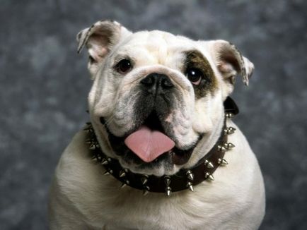 Bulldog bulldog (bulldog) - descrierea rasei, fotografie, selecția catelului și pepinieră