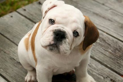 Англійська бульдог (bulldog) - опис породи, фото, вибір щеняти і розплідники