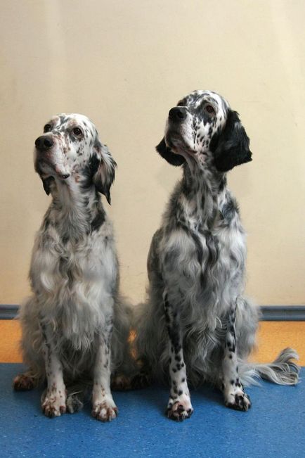 Англійський сетер (english setter)