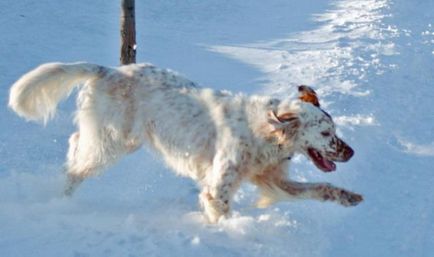 Англійський сетер (english setter)