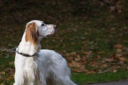 Англійський сетер (english setter)