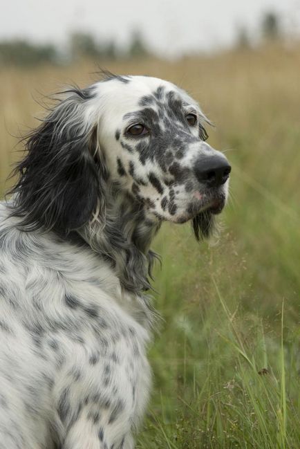 Англійський сетер (english setter)